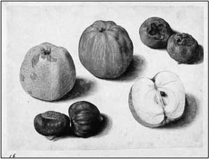 A watercolor study of apples chestnuts and medlars attributed to Jacques Le - photo 7