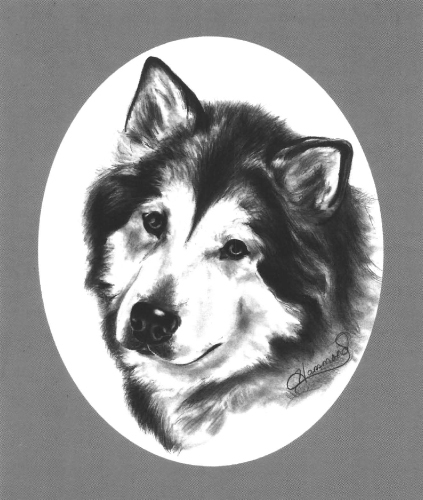 Portrait of a Husky by Lee Hammond 9 12 pencil on Bristol Note This - photo 7