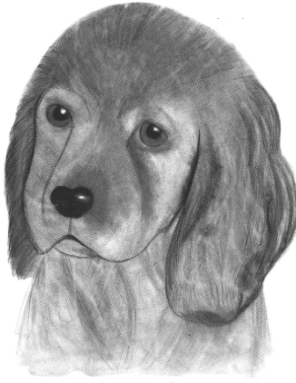 Drawing of a Dog second attempt by Joey LaMourie age 12 This second drawing - photo 9