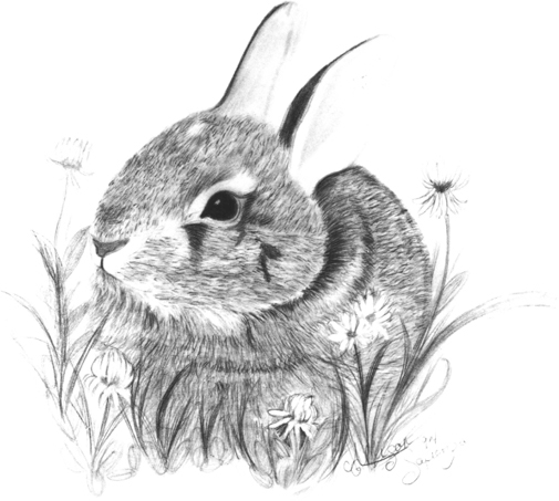 Bunny by Allison Sapienza age 11 This is a proud example of a young students - photo 5