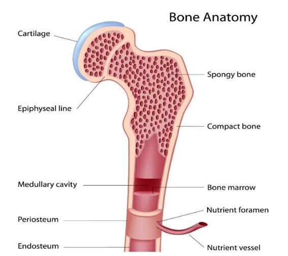 The inner surface of the bone cavities are lined with vascular connective - photo 3