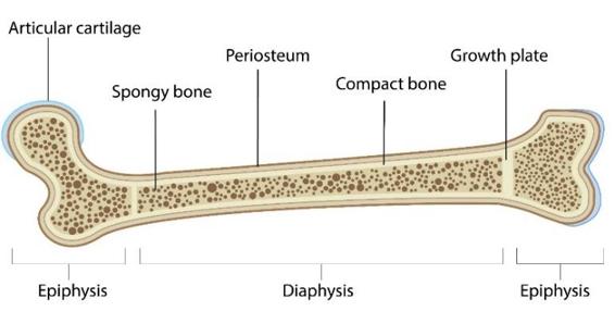 Bones Our bones have different layers We utilize these layers and different - photo 1