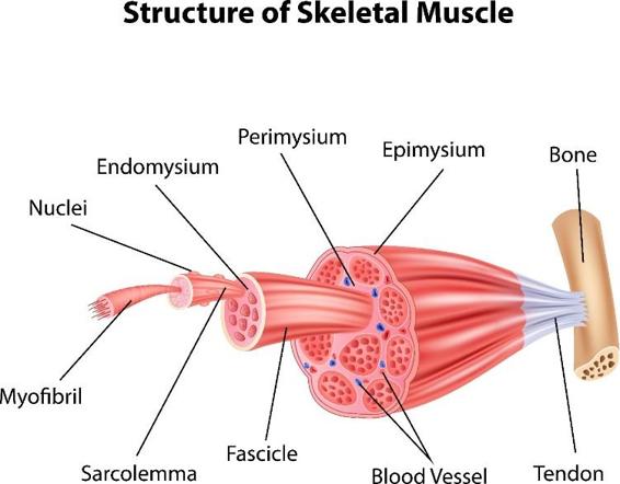 Muscles There are different layers of a muscle just as there are different - photo 5