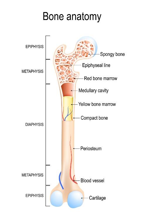 The growth plates also known as the epiphyseal plates are located on each end - photo 2