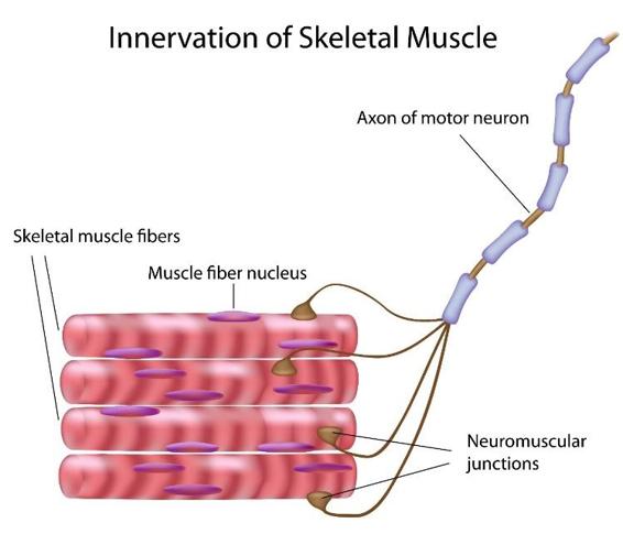 layers help to keep organs tissues and muscles separated from each other Each - photo 6