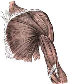 About the muscle Your chest is made up of two main muscles the Pectoralis - photo 8