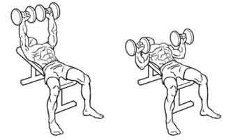 1 Setup Sit down on the bench with each dumbbell resting on lower thigh - photo 10