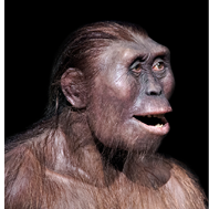 Australopithecus Evolucin Este antiqusimo antecesor del hombre que - photo 4