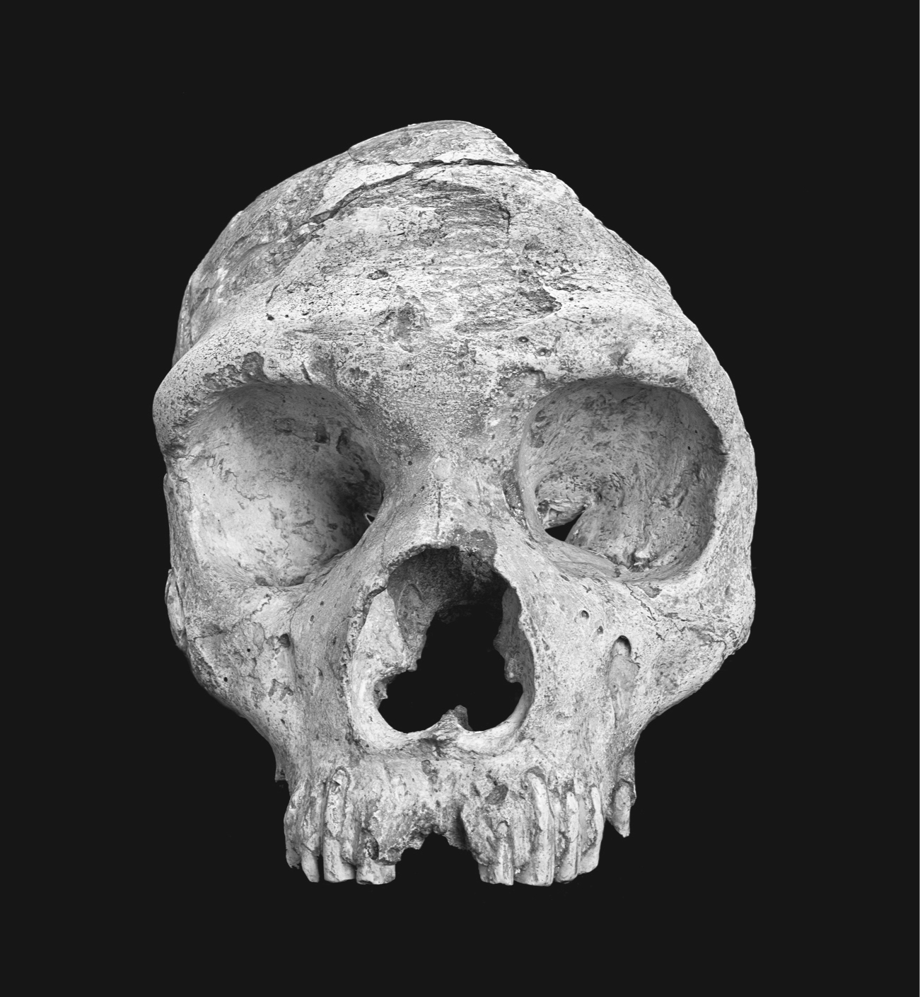 PREFACE Gibraltar Neanderthal skull Chris StringerThe Natural History - photo 3