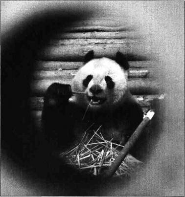 A captive giant panda munches away on ample bamboo provided by the staff at the - photo 4