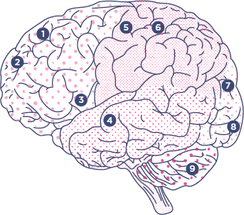 FRONTAL LOBE Eye and head movements Behaviour and emotion Speech TEMPORAL - photo 2