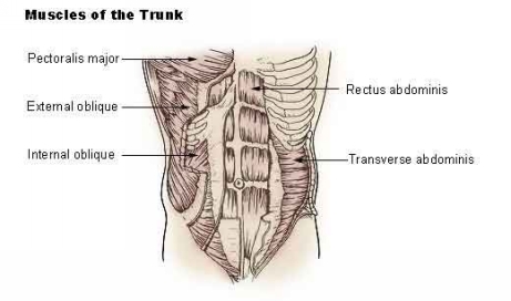 Yourcoreis made up of several different muscles On the anterior core those - photo 8