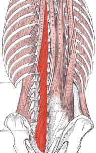 Next to the muscles on the anterior core there are three important muscles on - photo 9