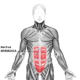 Most important facts - The rectus abdominis is a sheet of muscle which runs - photo 10