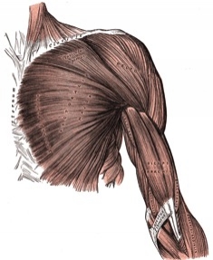 About the muscle Your chest is made up of two main muscles the Pectoralis - photo 8