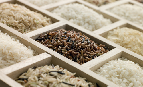 introduction Rice is one of the worlds most widely eaten cereals It is the - photo 4