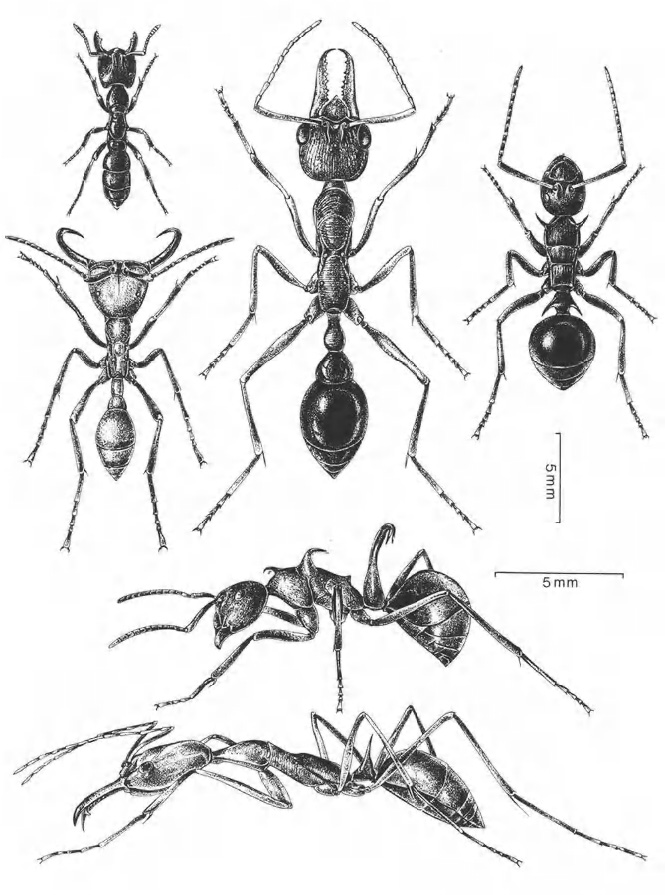 The extreme diversity of the 9500 ant species of the world illustrated by - photo 2