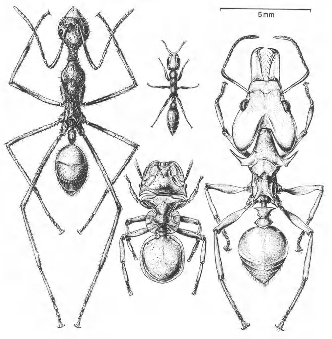 A diversity of ants from South America On the left is a long-necked - photo 3