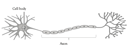 Figure 12 The structure of a neuron An electrical action potential is - photo 2