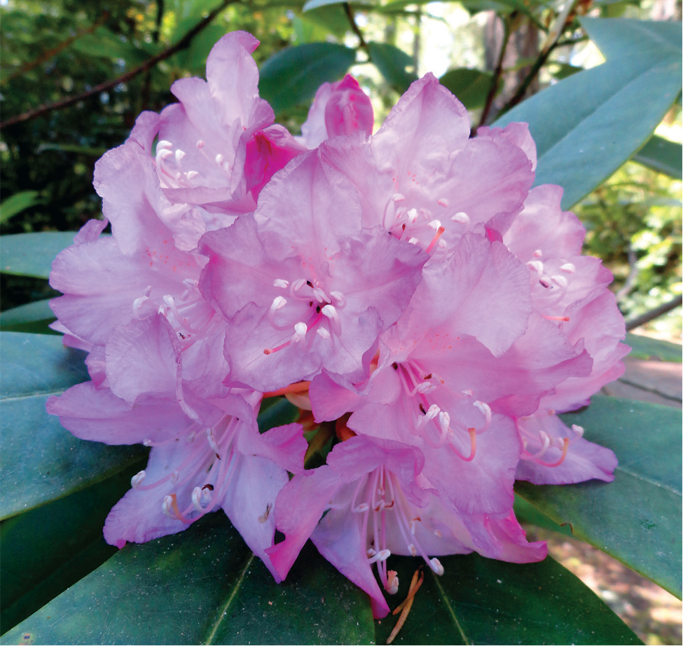 Washingtons state flower the Pacific rhododendron grows in profusion around - photo 9