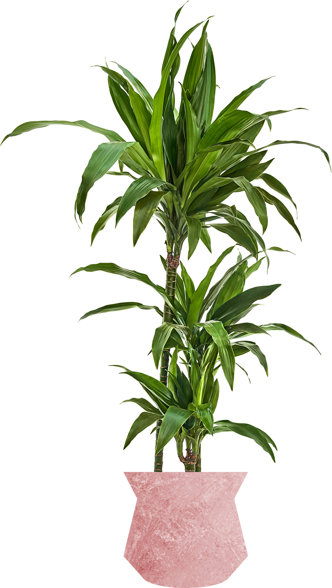 Draceana Fragrans Dracaena Marginata Dypsis Lutescens - photo 21