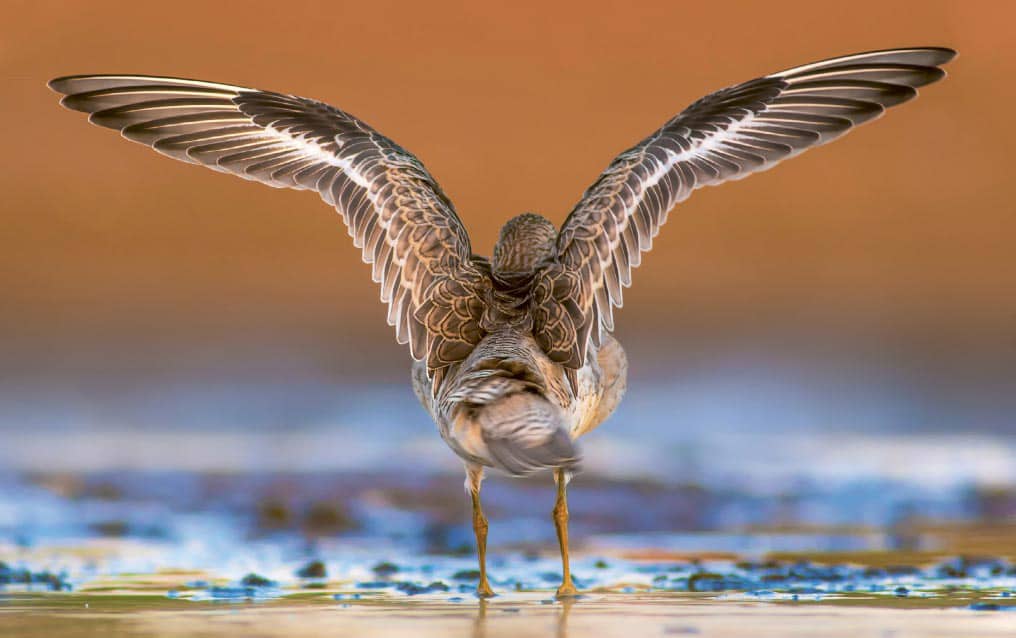 Red knot Calidris canutus The answer to this last question involves - photo 5