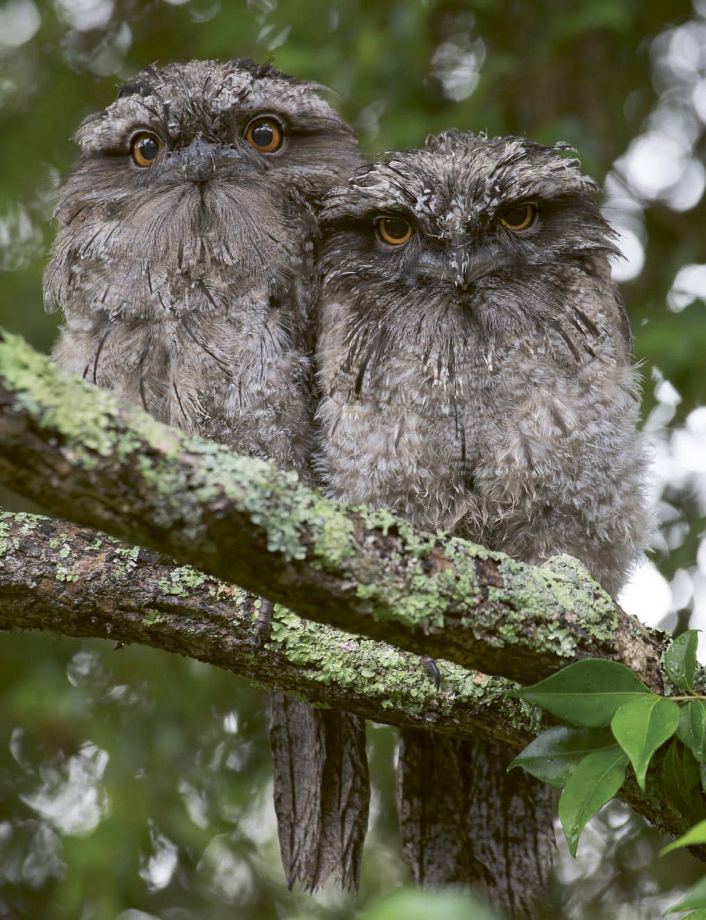 A pair of tawny frogmouths Podargus strigoides Editors preface The world - photo 4