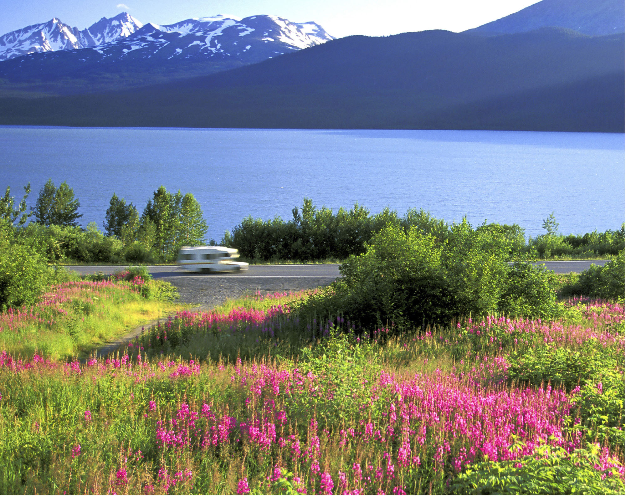 RON NIEBRUGGEWILDNATUREIMAGE Wildflowers bloom near Kenai Lake in Alaska - photo 3