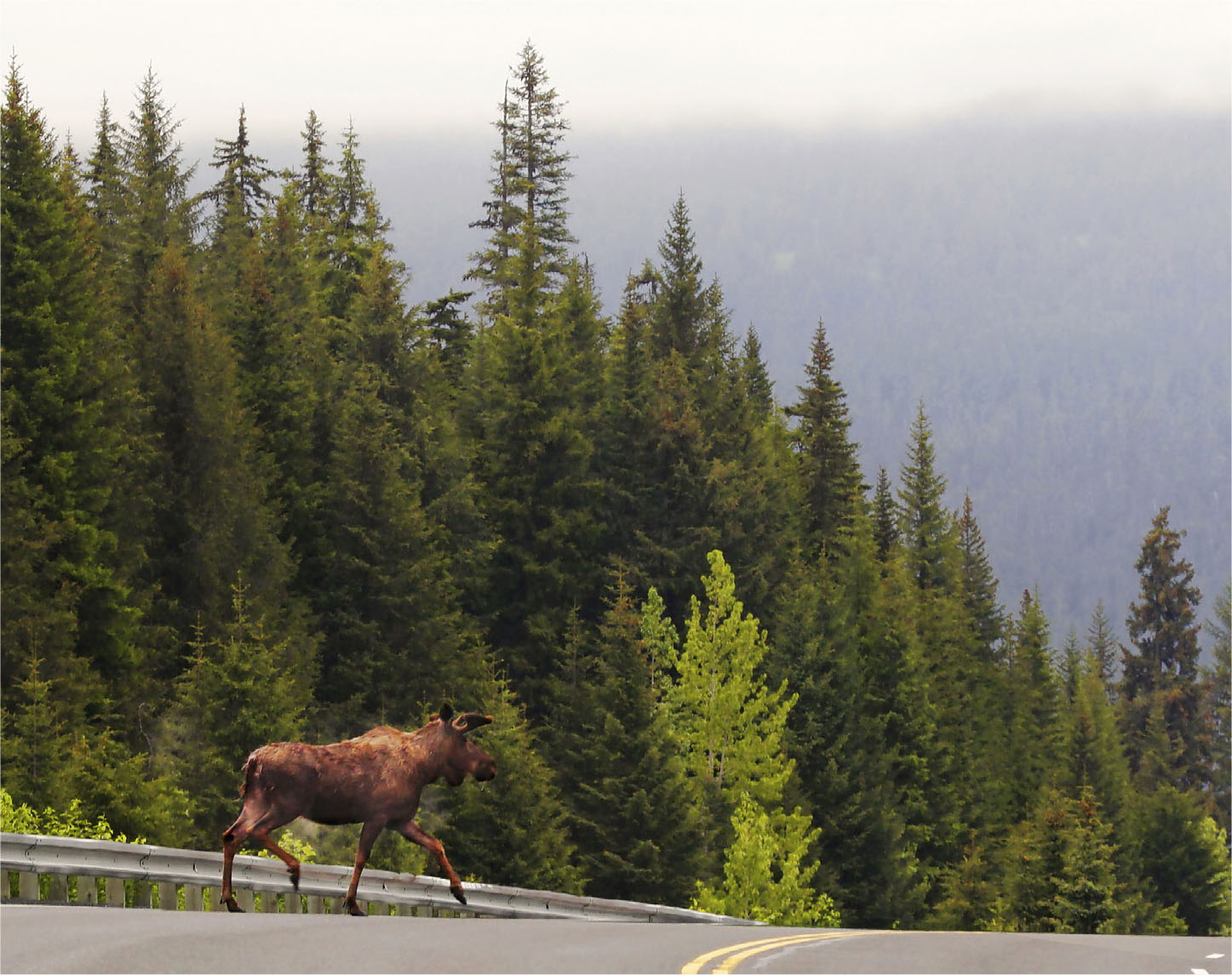 A bull moose crosses the road in Chugach National Forest Ron and I like to - photo 9