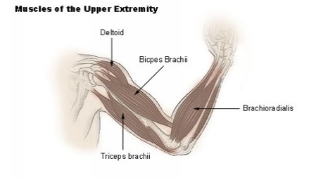 Biceps Anatomy Image by Carl Fredrik Most important facts - The - photo 8