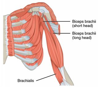 Image by Carl Fredrik Most important facts - The biceps brachii is a - photo 9