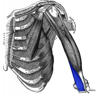 Most important facts - The Brachialis muscle is found under the Biceps - photo 10