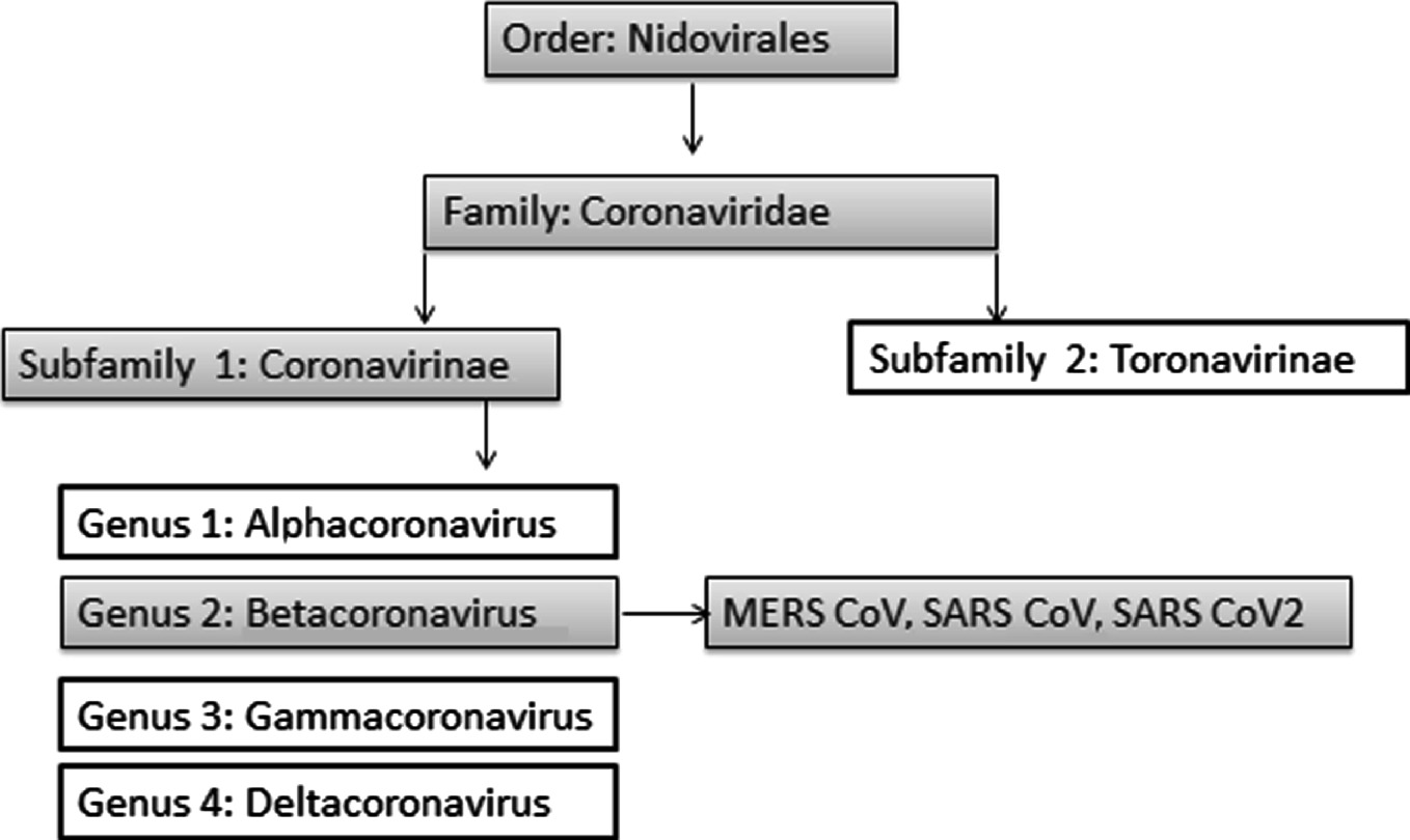 Fig 11 Taxonomical hierarchy of coronaviruses The way of SARS CoV2 is - photo 3