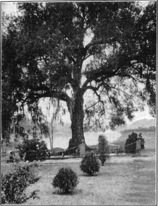 Evangeiine Oak St Martlnville And it Is here under this oak where - photo 1