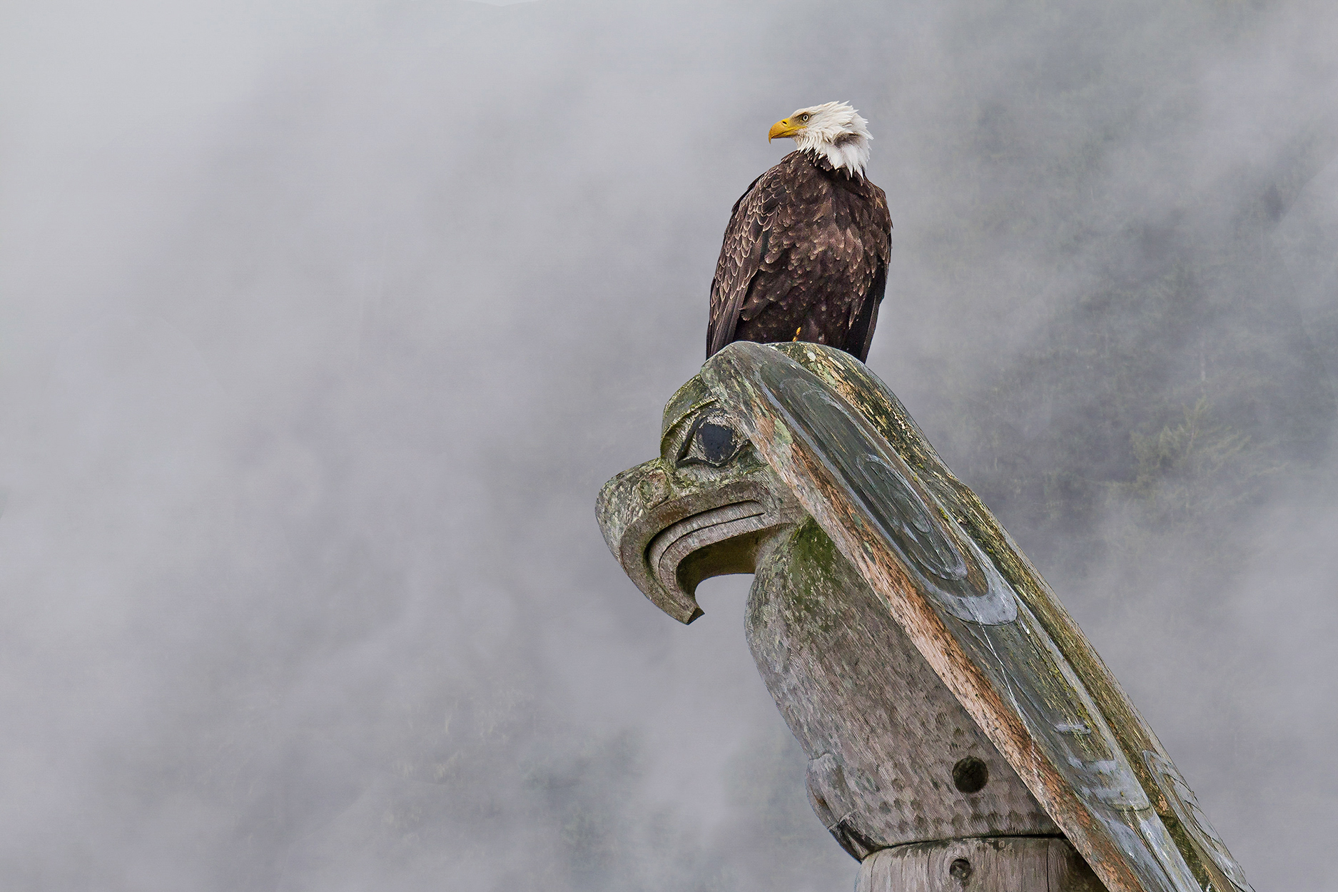 Haida Gwaii An eagle perches on a totem pole in MARKUS THOMPSON500PX Peggys - photo 8