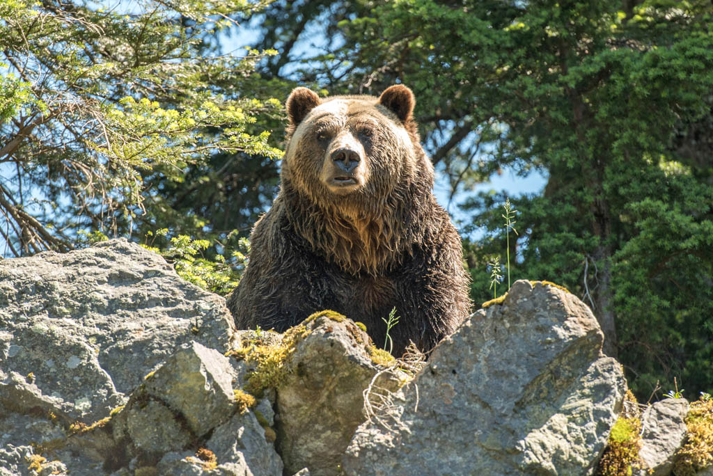 Grizzly bear British Columbia DAVID J MITCHELLSHUTTERSTOCK CANADA - photo 4