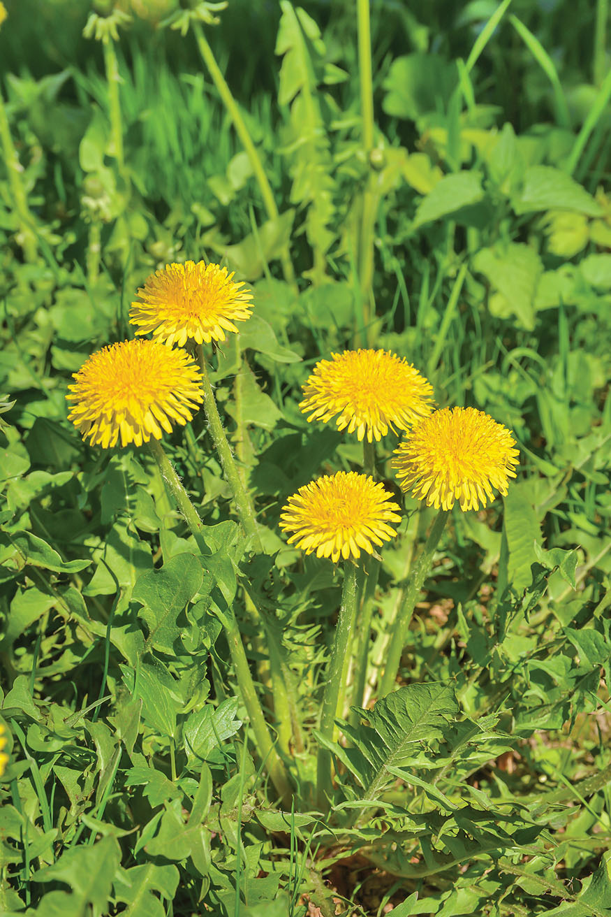 DANDELION Introduction This book started out as a love affair morphed into a - photo 3