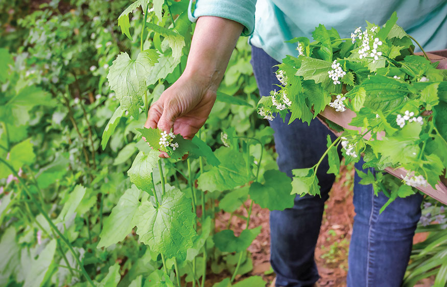 Digestive Risk Foraging involves eating wild foods from unfamiliar lands - photo 4