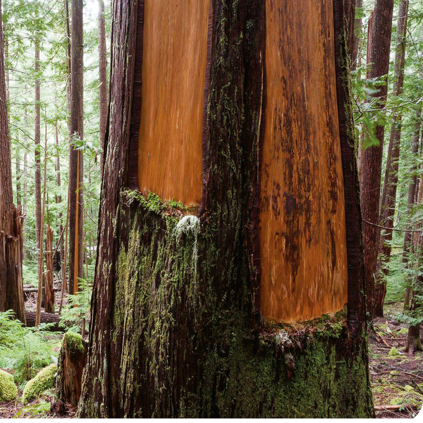 The bark of this cedar tree has been stripped by Indigenous people on Vancouver - photo 9