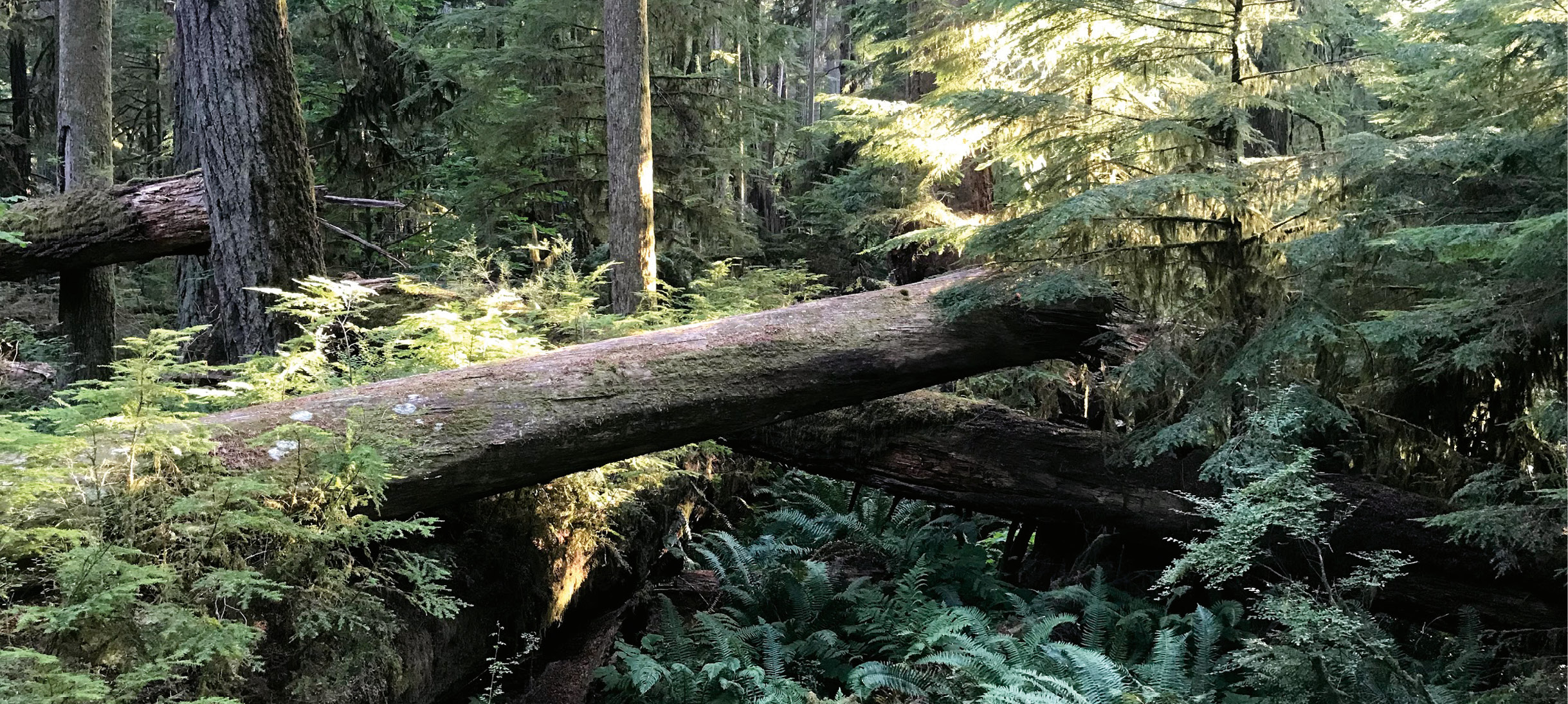 One of my favorite places to visit is Cathedral Grove on Vancouver Island - photo 6