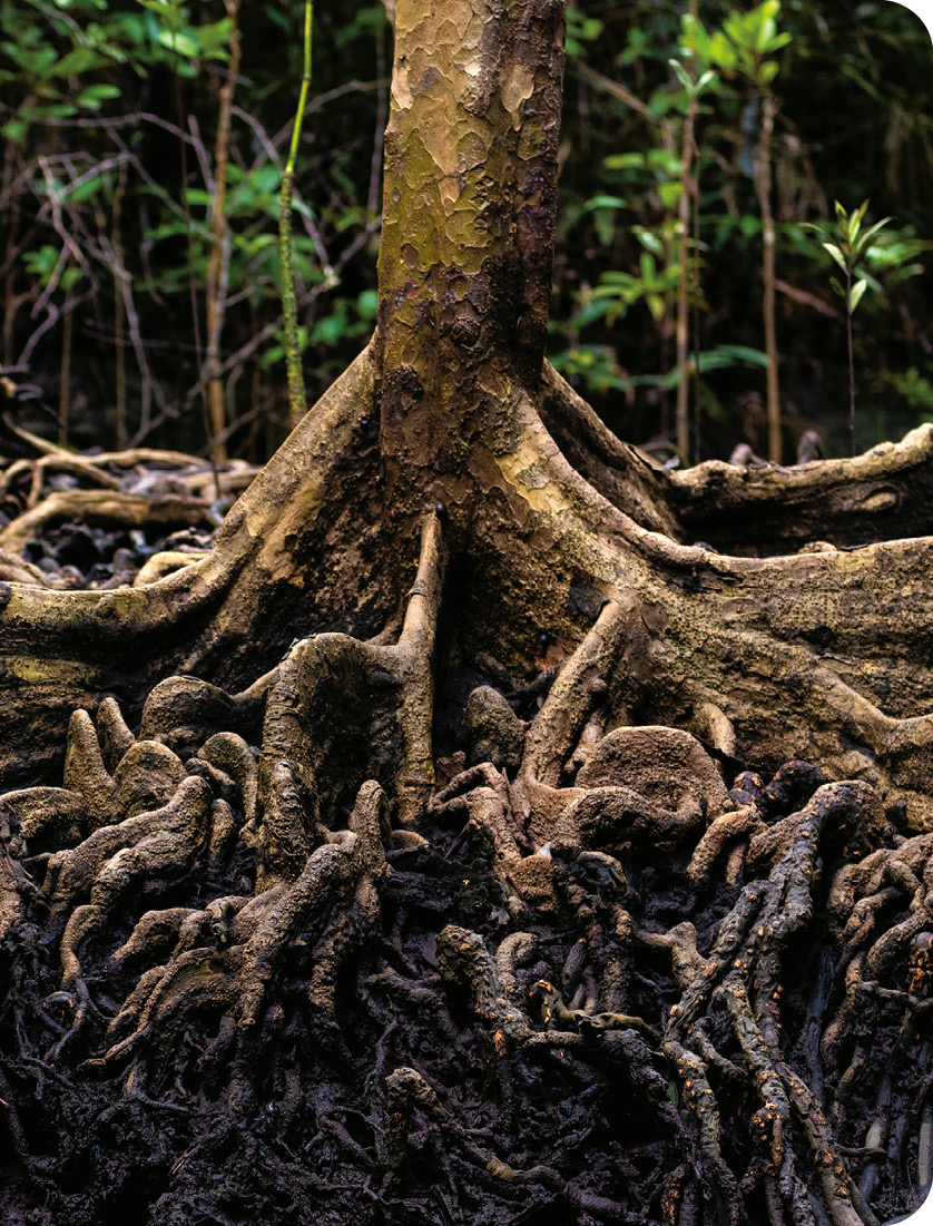 Mangrove roots on the Aru Islands of Indonesia help prevent erosion - photo 7