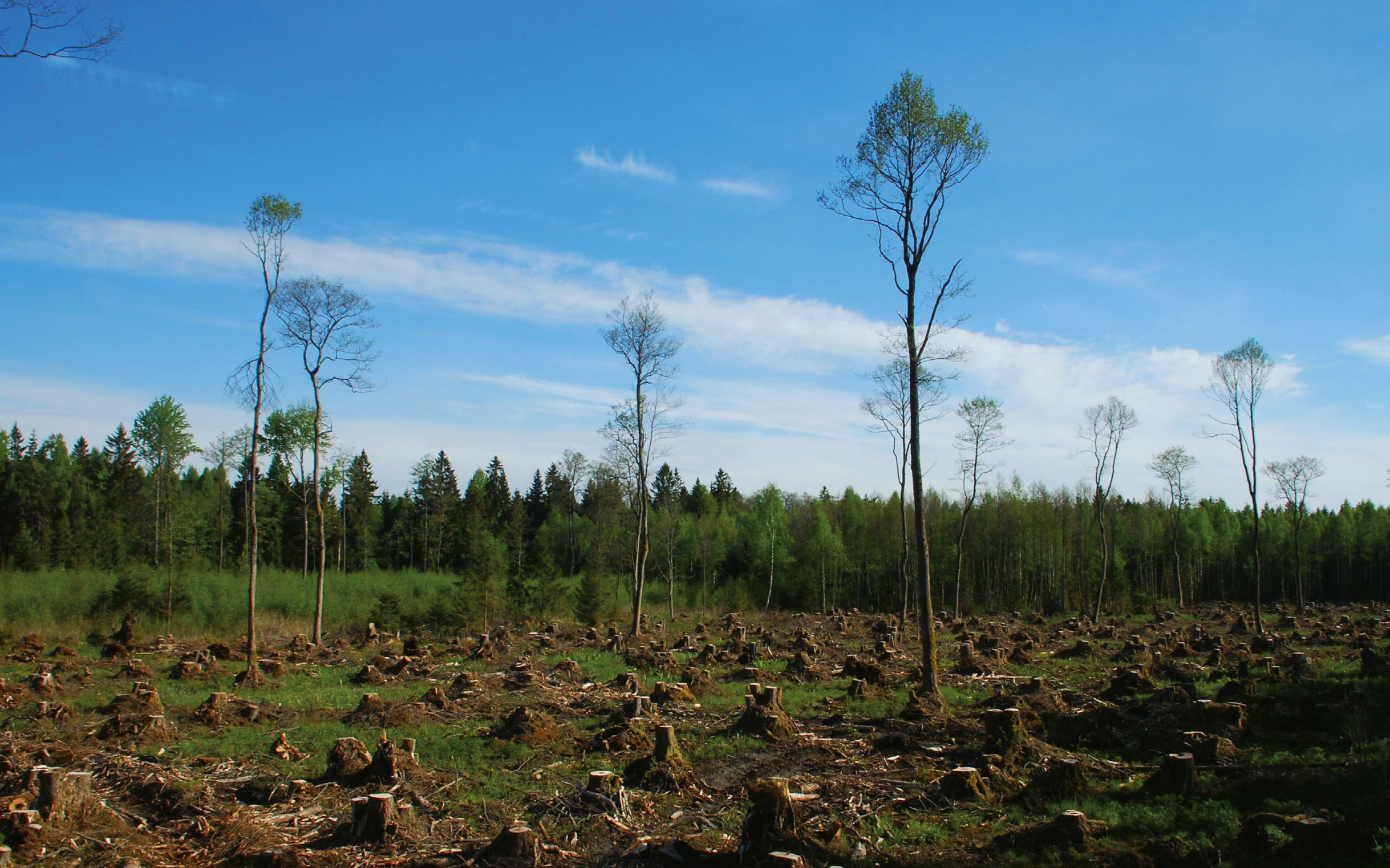 I use products derived from forests every day but the sight of a sea of stumps - photo 4