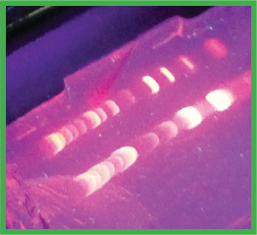 1984 Alec Jeffreys develops DNA fingerprinting techniques that can be used to - photo 8