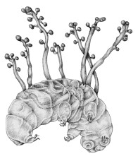 Ballocephala verrucospora Batrachoides pacifici Aristotle the - photo 3