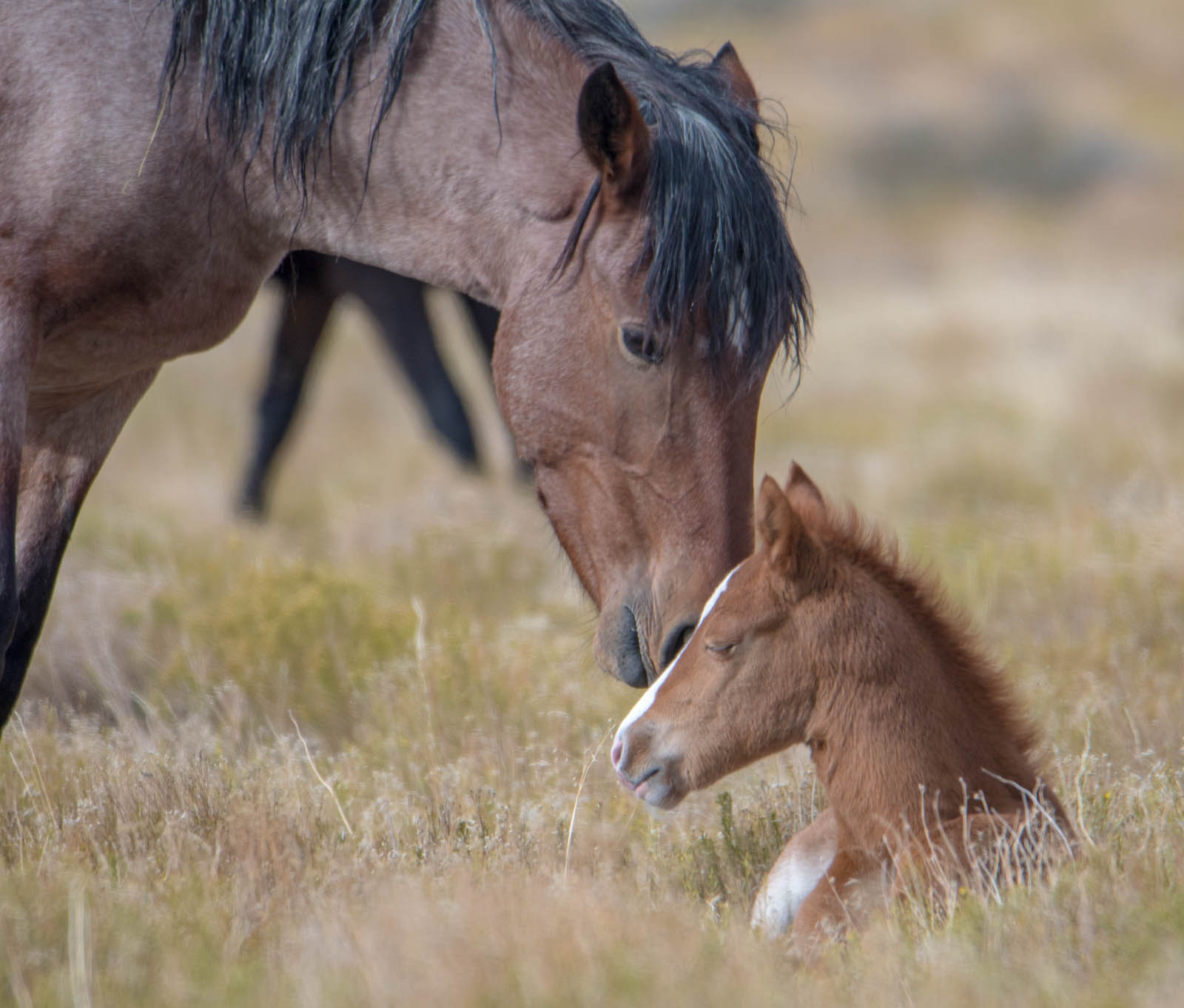 A cute little red roan mare with a big blaze face caught my eye as webrowsed - photo 6