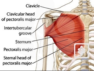 Your chests main function is arm adduction What is arm adduction Well - photo 6