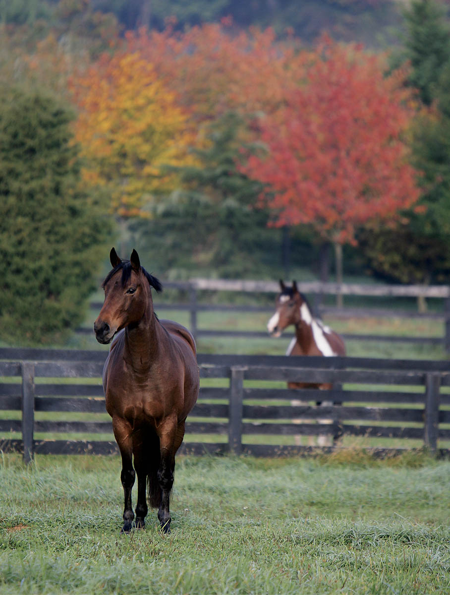 Preface For thousands of years the horse has served humankind our history is - photo 4