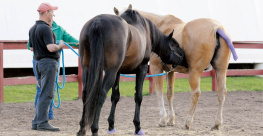 Heather Smith Thomas - Storeys Guide to Raising Horses