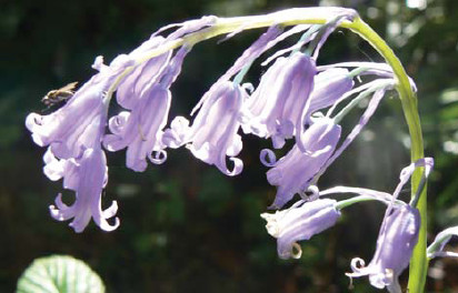 The most familiar woodland flower and often an indicator of an old woodland - photo 8