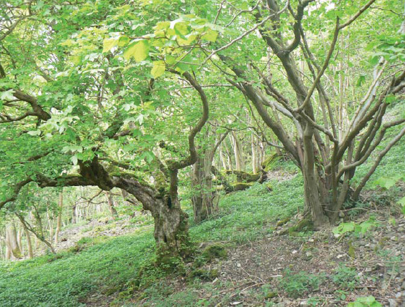 Ancient hazel coppice Lathkill Dale Derbyshire There is widespread popular - photo 5